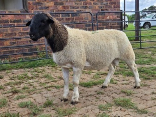 1 X DORPERS RAM G. NEL