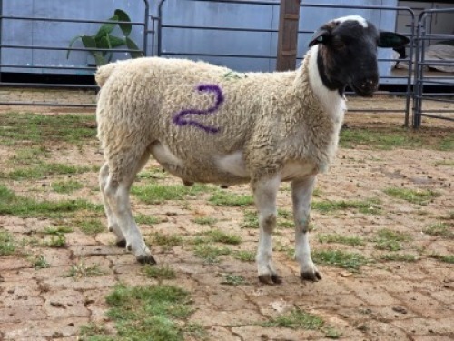 1 X DORPERS RAM G. NEL