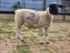 1 X DORPERS RAM G. NEL