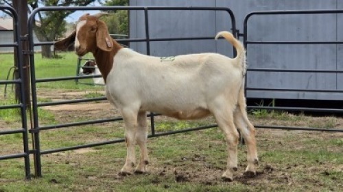 1 X BOER GOAT DOE NOVA DREAM WILDLIFE