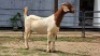1 X BOER GOAT DOE NOVA DREAM WILDLIFE