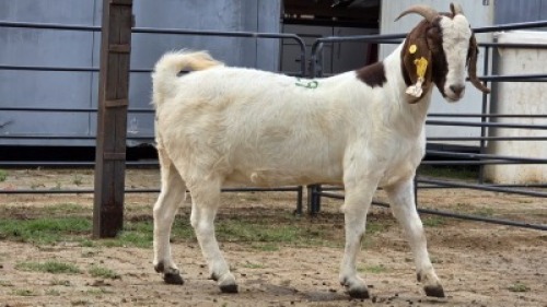 1 X BOER GOAT DOE ERASMUS HOMESTEAD