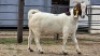 1 X BOER GOAT DOE ERASMUS HOMESTEAD
