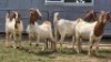 4 X BOER GOAT DOE NOVA DREAM WILDLIFE (Per animal to take the lot)