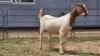 1 X BOER GOAT DOE NOVA DREAM WILDLIFE