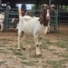 1 X BOER GOAT DOE NOVA DREAM WILDLIFE