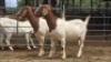 2 X BOER GOAT DOE NOVA DREAM WILDLIFE (Per animal to take the lot)