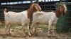 2 X BOER GOAT DOE NOVA DREAM WILDLIFE (Per animal to take the lot)