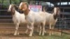 3 X BOER GOAT DOE NOVA DREAM WILDLIFE (Per animal to take the lot)