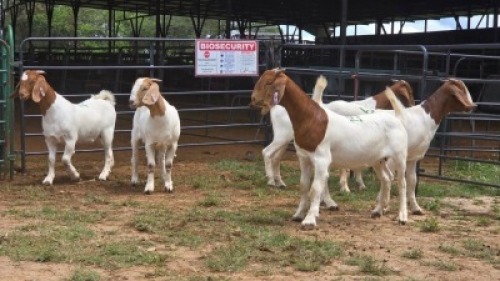 5 X BOER GOAT DOE NOVA DREAM WILDLIFE (Per animal to take the lot)