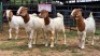 4 X BOER GOAT DOE NOVA DREAM WILDLIFE (Per animal to take the lot)