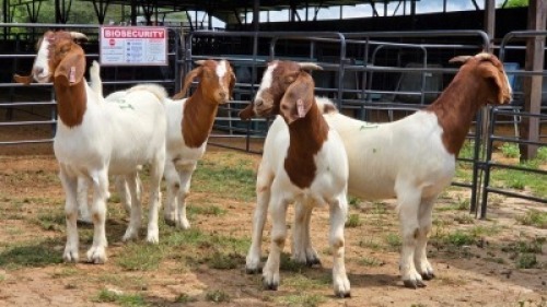 4 X BOER GOAT DOE NOVA DREAM WILDLIFE (Per animal to take the lot)