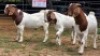 3 X BOER GOAT BUCK NOVA DREAM WILDLIFE (Per animal to take the lot)