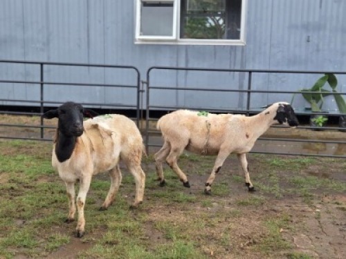 2 X DORPER CROSS EWE JT PRETORIUS (Per animal to take the lot)
