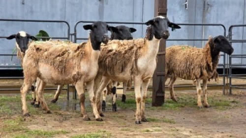 5 X DORPER CROSS EWE JT PRETORIUS (Per animal to take the lot)
