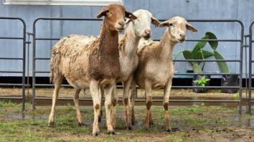 3 X DORPER CROSS EWE JT PRETORIUS (Per animal to take the lot)
