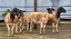 5 X DORPER CROSS EWE JT PRETORIUS (Per animal to take the lot)