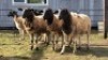 5 X DORPER CROSS EWE JT PRETORIUS (Per animal to take the lot)