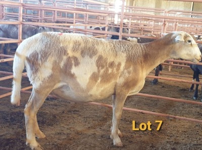 LOT 7 1X MEATMASTER OOI/EWE OSVLEY MEATMASTERS