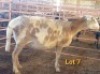 LOT 7 1X MEATMASTER OOI/EWE OSVLEY MEATMASTERS