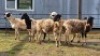 5 X DORPER CROSS EWE JT PRETORIUS (Per animal to take the lot)