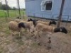 5 X DORPER CROSS EWE JT PRETORIUS (Per animal to take the lot)