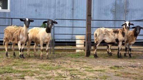 4 X DORPER CROSS EWE JT PRETORIUS (Per animal to take the lot)