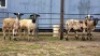 4 X DORPER CROSS EWE JT PRETORIUS (Per animal to take the lot)