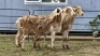 3 X DORPER CROSS EWE JT PRETORIUS (Per animal to take the lot)