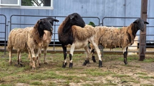 4 X DORPER CROSS EWE JT PRETORIUS (Per animal to take the lot)