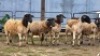 5 X DORPER CROSS EWE JT PRETORIUS (Per animal to take the lot)