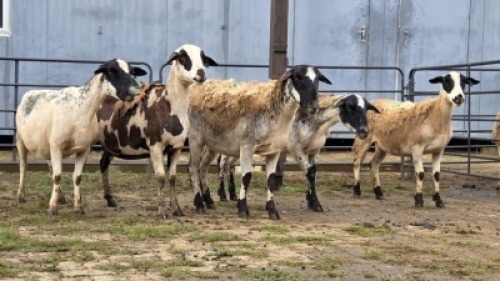 4 X DORPER CROSS EWE JT PRETORIUS (Per animal to take the lot)