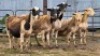 5 X DORPER CROSS EWE JT PRETORIUS (Per animal to take the lot)