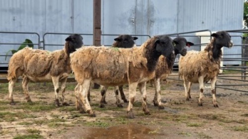5 X DORPER CROSS EWE JT PRETORIUS (Per animal to take the lot)