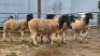 5 X DORPER CROSS EWE JT PRETORIUS (Per animal to take the lot)