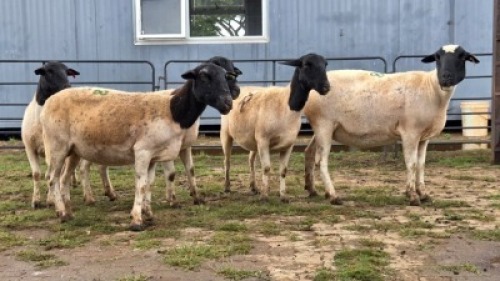 5 X DORPER CROSS EWE JT PRETORIUS (Per animal to take the lot)