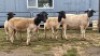 5 X DORPER CROSS EWE JT PRETORIUS (Per animal to take the lot)