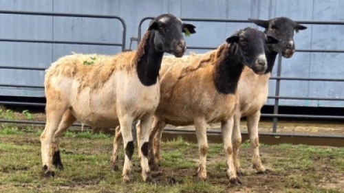 3 X DORPER CROSS EWE JT PRETORIUS (Per animal to take the lot)