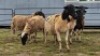 5 X DORPER CROSS EWE JT PRETORIUS (Per animal to take the lot)