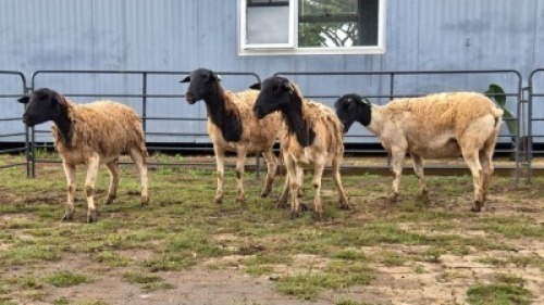 4 X DORPER CROSS EWE JT PRETORIUS (Per animal to take the lot)