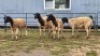 4 X DORPER CROSS EWE JT PRETORIUS (Per animal to take the lot)