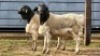 2 X PERSIAN RAM WILMEG (Per animal to take the lot)