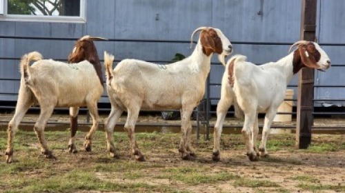 3 X BOER GOAT DOE KHALMESHE AGRICULTURAL HOLDING (Per animal to take the lot)