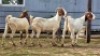 3 X BOER GOAT DOE KHALMESHE AGRICULTURAL HOLDING (Per animal to take the lot)