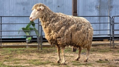 1 X MERINO EWE KHALMESHE AGRICULTURAL HOLDING