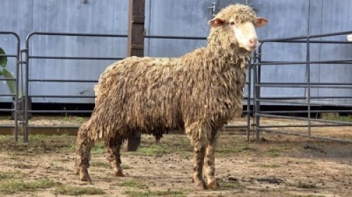 1 X MERINO RAM KHALMESHE AGRICULTURAL HOLDING