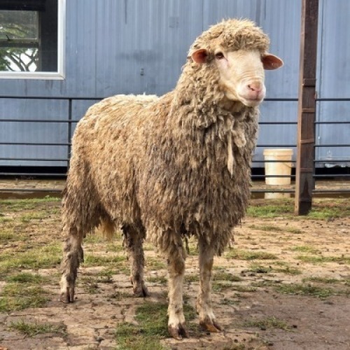 1 X MERINO RAM KHALMESHE AGRICULTURAL HOLDING
