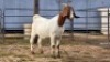 1 X BOER GOAT DOE C. VAN TONDER