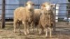 3 X MERINO EWE KHALMESHE AGRICULTURAL HOLDING (Per animal to take the lot)