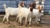 4 X BOER GOAT DOE C. VAN TONDER (Per animal to take the lot)